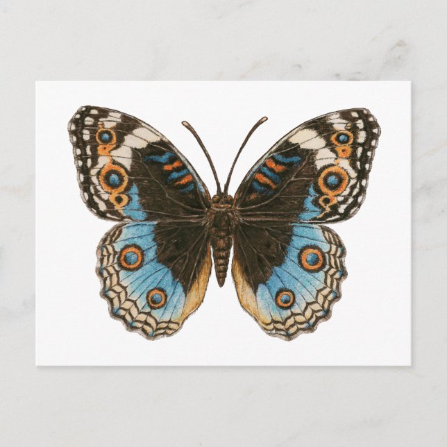 Postal Mariposa de Blue Pansy (Anverso)