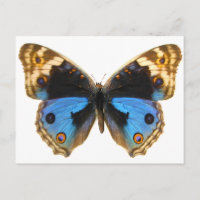 Mariposa de Blue Pansy