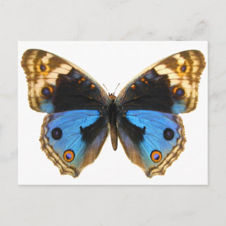 Postal Mariposa de Blue Pansy