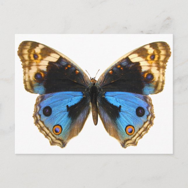 Postal Mariposa de Blue Pansy (Anverso)