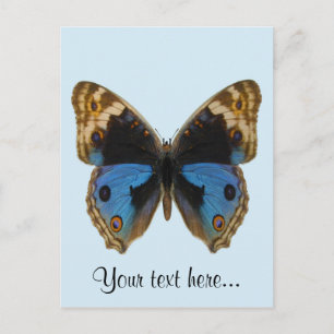 Postal Mariposa de Blue Pansy