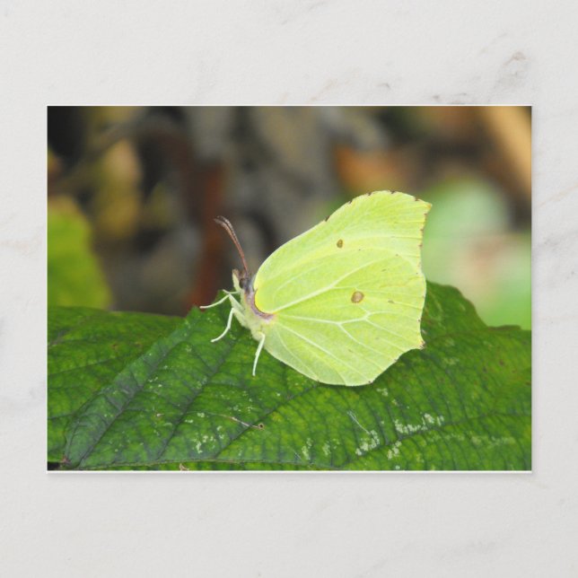 Postal Mariposa de Brimstone (Gonepteryx rhamni) (Anverso)