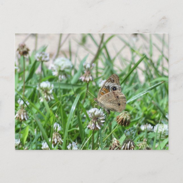 Postal Mariposa de Buckeye común (Anverso)