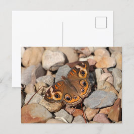 Postal Mariposa de Buckeye común en River Rock Blank
