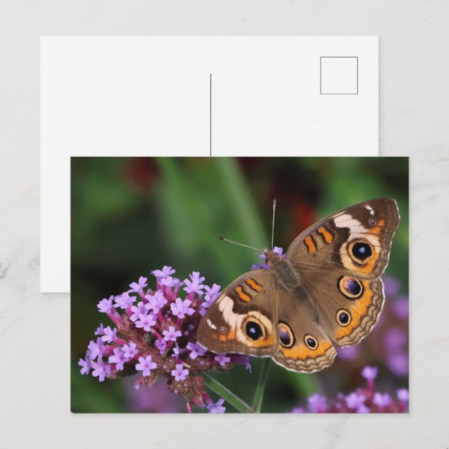 Postal Mariposa de Buckeye común en Verbena Blank (Anverso / Reverso)