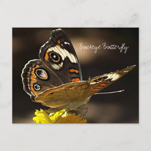 Postal Mariposa de Buckeye sobre una flor amarilla con te