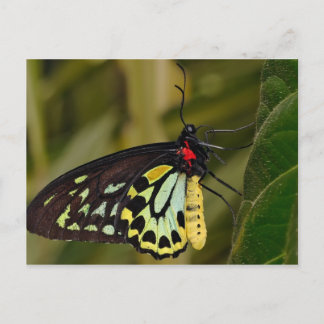 Postal Mariposa de Cairns