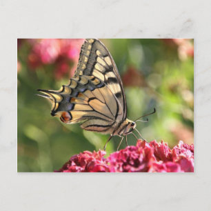 Postal Mariposa de cola cruda amarilla
