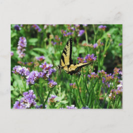 Postal Mariposa de cola cruda gigante en Purple Statice