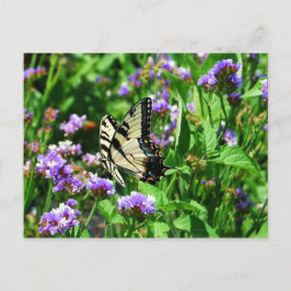Postal Mariposa de cola cruda gigante en Purple Statice