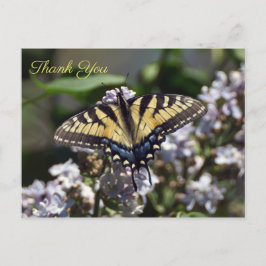 Postal Mariposa de cola cruda Tiger Gracias Postcard