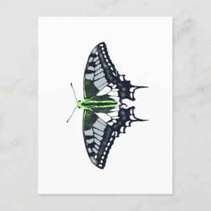 Postal Mariposa de cola de cerda con bandera de género