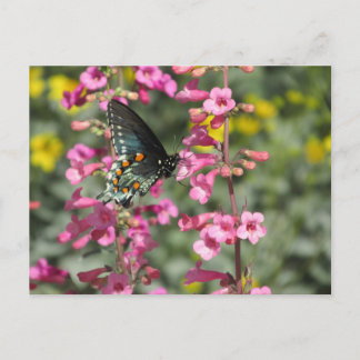 Postal Mariposa de cola de cereal
