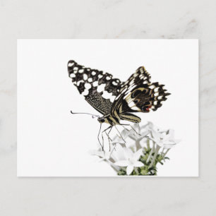 Postal Mariposa de cola de cereal enmarcada en blanco