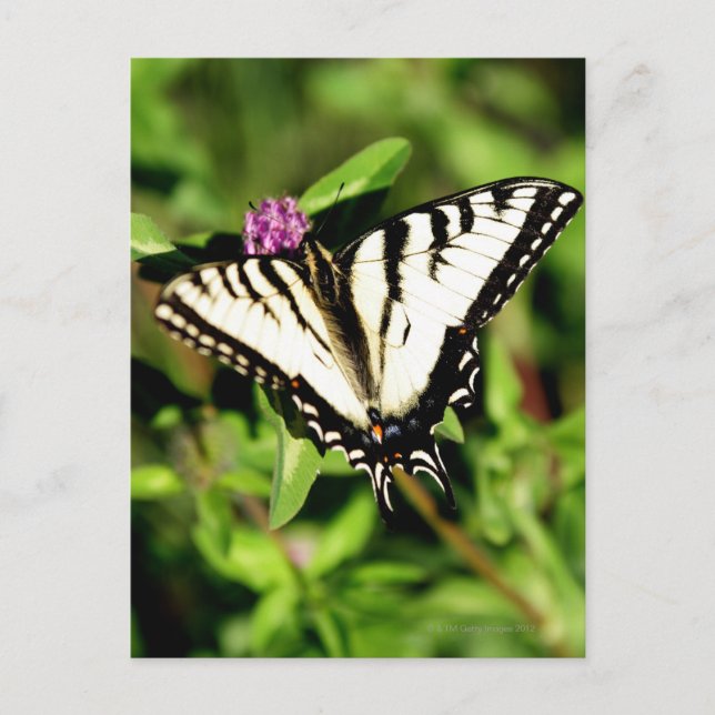 Postal Mariposa de cola de toro de tigre. Papilio glacus. (Anverso)