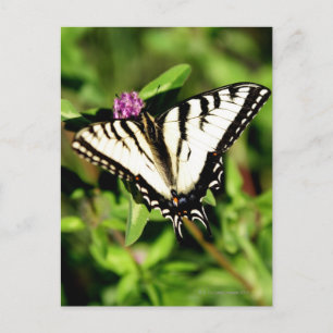 Postal Mariposa de cola de toro de tigre. Papilio glacus.