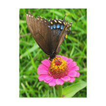 Mariposa de cola negra en flor rosa