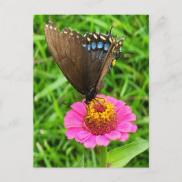 Postal Mariposa de cola negra en flor rosa
