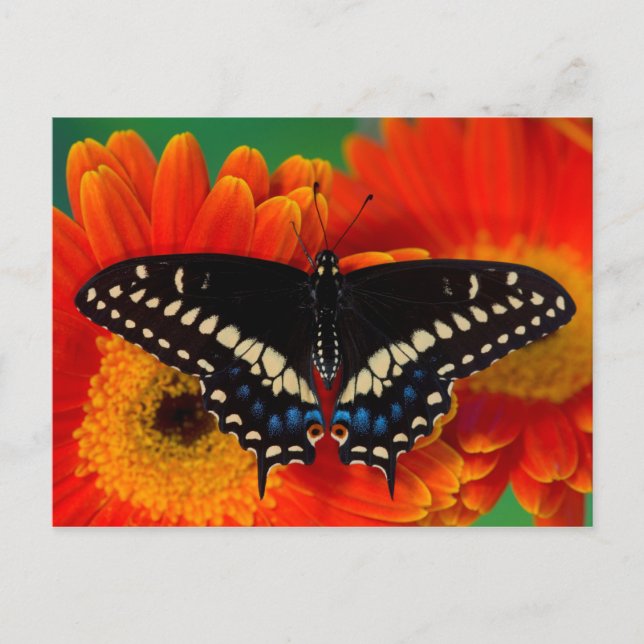 Postal Mariposa de cola negra en Gerberia Daisy (Anverso)