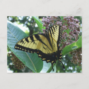 Postal Mariposa de cola torta I en Milkweed en Shenandoah