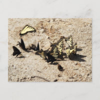 Mariposa de cola tortuga