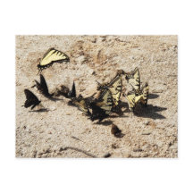 Mariposa de cola tortuga