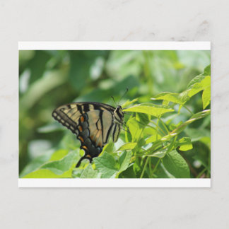 Postal Mariposa de cola tortuga
