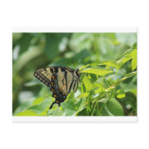 Mariposa de cola tortuga