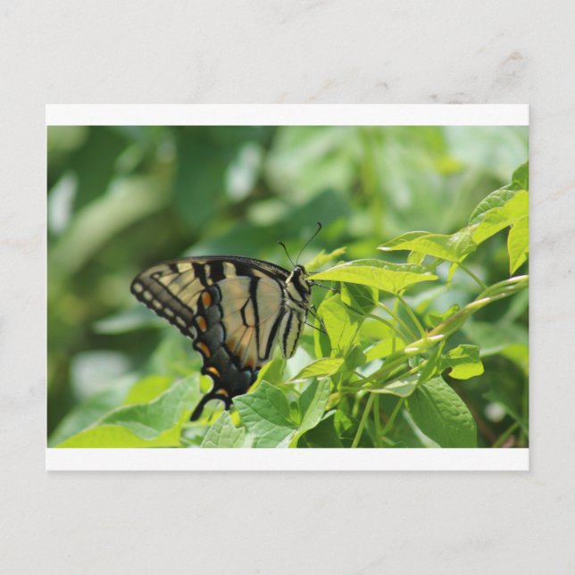 Postal Mariposa de cola tortuga (Anverso)