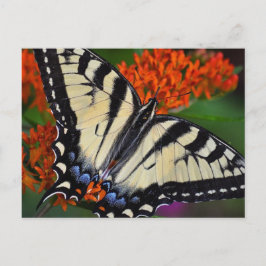 Postal Mariposa de cola tortuga