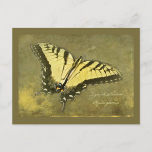 Postal Mariposa de cola tortuga de tigre - Papilio glaucu