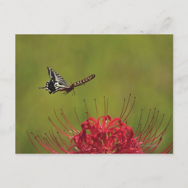 Postal Mariposa de cola tortuga volando cerca de la flor, (Anverso)