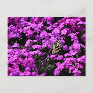 Postal Mariposa de cola tortuosa en el lecho florido