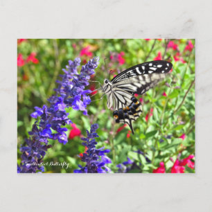 Postal Mariposa de cola tortuosa [postal]