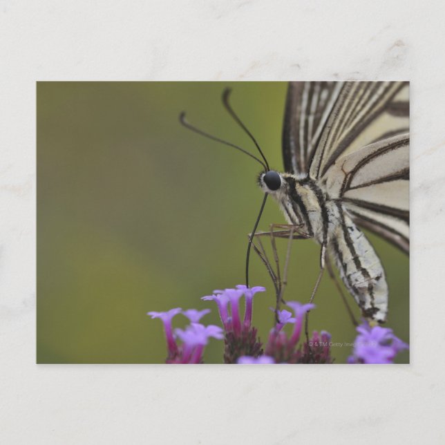 Postal Mariposa de cola tragada en flor, Chiba (Anverso)