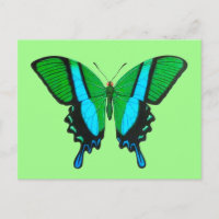 Mariposa de cola tragada en verde, turquesa y negr