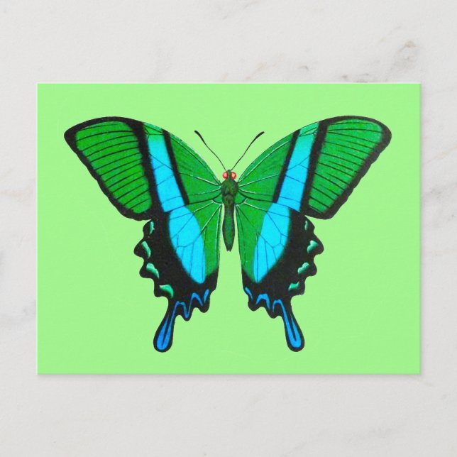 Postal Mariposa de cola tragada en verde, turquesa y negr (Anverso)