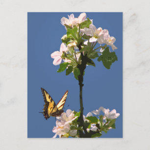 Postal Mariposa de cola tragaluz en flores de Apple