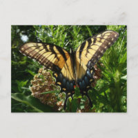 Mariposa de cola tragaluz III Bella foto colorida