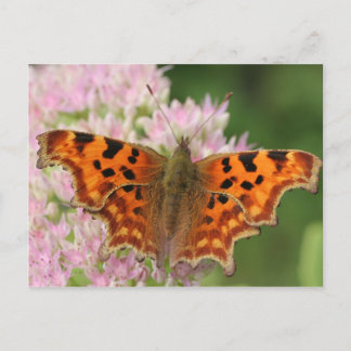 Postal Mariposa de coma