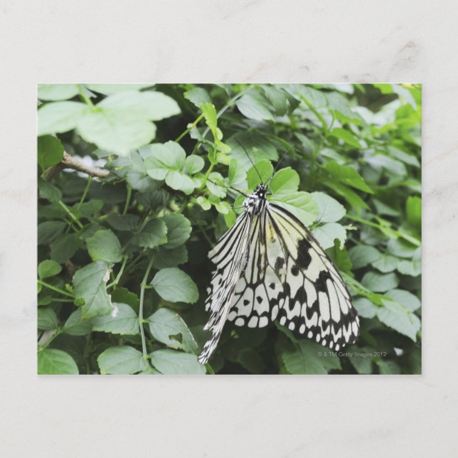 Postal Mariposa de cometa de papel (Idea leuconoe) en vid (Anverso)