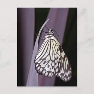 Postal Mariposa de cometa de papel sobre morado
