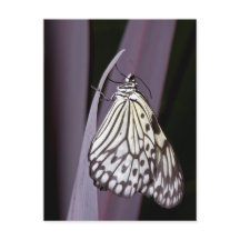 Mariposa de cometa de papel sobre morado