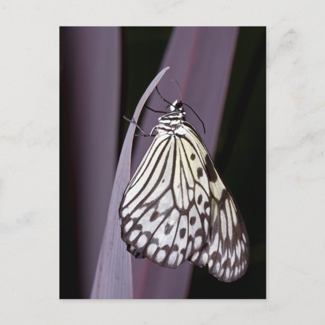 Postal Mariposa de cometa de papel sobre morado (Anverso)