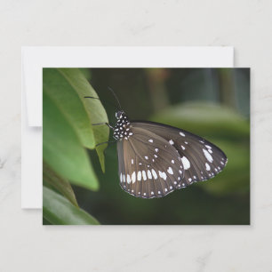 Postal Mariposa de cuervo común