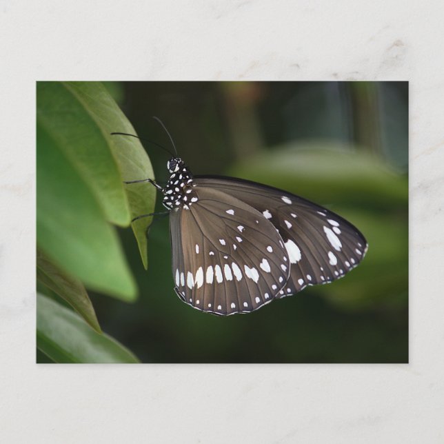 Postal Mariposa de cuervo común (Anverso)