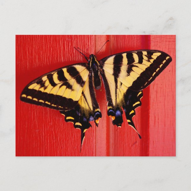 Postal mariposa de fondo inusual (Anverso)