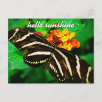 Mariposa de franja blanca negra Hello Sunshine Scr