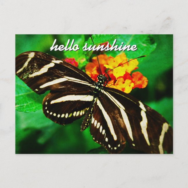 Postal Mariposa de franja blanca negra Hello Sunshine Scr (Anverso)