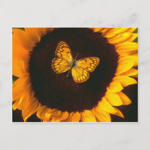 Postal Mariposa de girasol